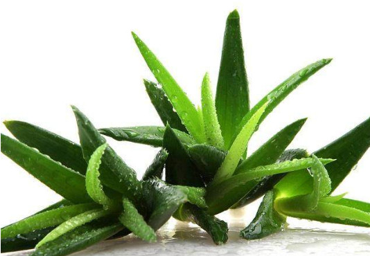 去除甲醛植物有哪些 去除甲醛植物有哪些
