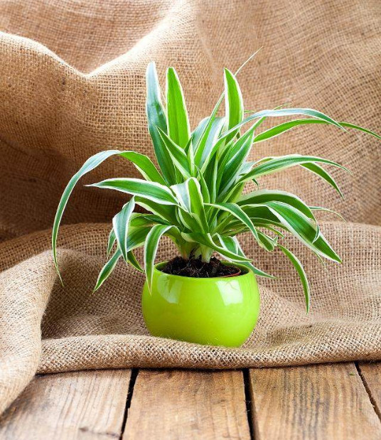 去除甲醛植物有哪些 去除甲醛植物有哪些